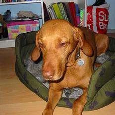 Vizsla Ikki