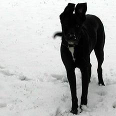 Blanding af racer Sara