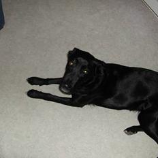 Blanding af racer Sara