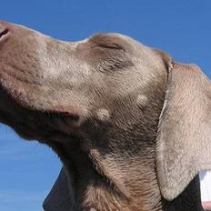 Weimaraner HOT SHOOT´S DITTO HD-A