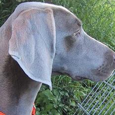 Weimaraner HOT SHOOT´S DITTO HD-A