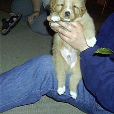 Nova scotia duck tolling retriever Luca