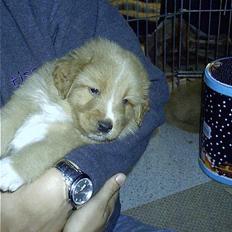 Nova scotia duck tolling retriever Luca