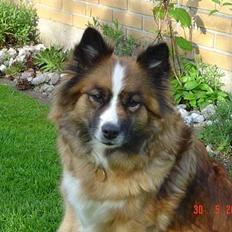 Islandsk fårehund Eyja