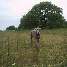 Weimaraner Chaos
