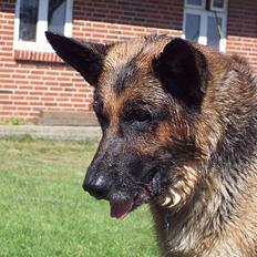 Schæferhund Bjørn * aflivet :'/ *