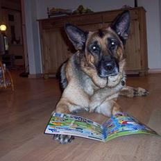 Schæferhund Bjørn * aflivet :'/ *