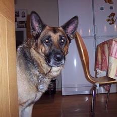 Schæferhund Bjørn * aflivet :'/ *