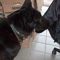 Schæferhund Toftegårdens Jolly #død#