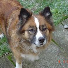 Islandsk fårehund Eyja