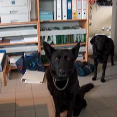 Schæferhund Toftegårdens Jolly #død#