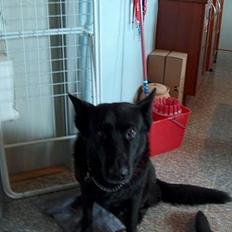 Schæferhund Toftegårdens Jolly #død#