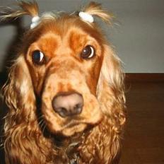 Cocker spaniel Molly