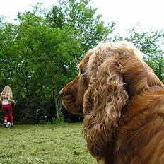 Cocker spaniel Molly