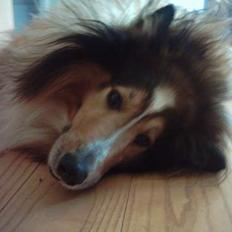 Collie langhåret Golden Maskot R.I.P <3