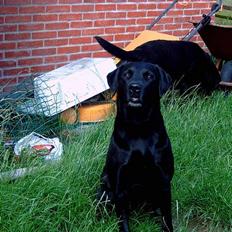 Labrador retriever Bastian