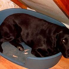 Labrador retriever Bastian