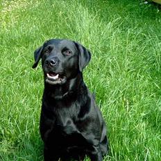 Labrador retriever Bastian