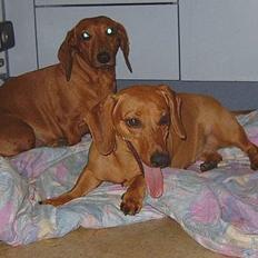 Gravhund Molly