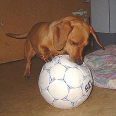Gravhund Molly