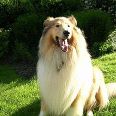 Collie langhåret Platon