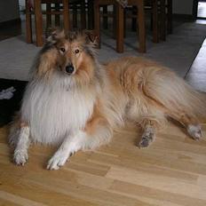 Collie langhåret Platon