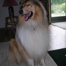 Collie langhåret Platon
