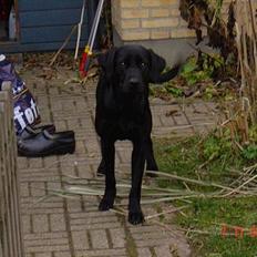 Blanding af racer sally