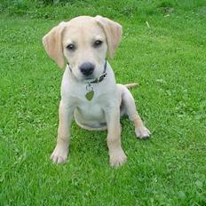 Labrador retriever Nala