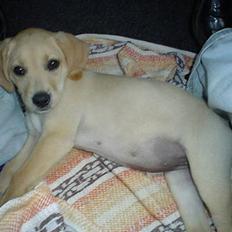 Labrador retriever Nala