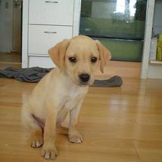 Labrador retriever Nala