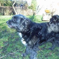 Blanding af racer Soffi