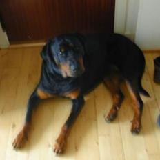 Rottweiler Merlot