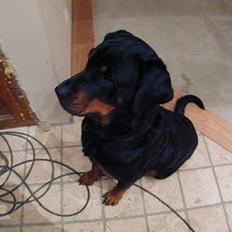 Rottweiler Merlot