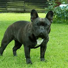 Fransk bulldog Astrid
