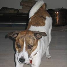 Dansk svensk gaardhund Sitta