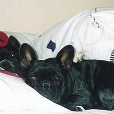 Fransk bulldog Astrid