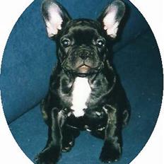 Fransk bulldog Astrid
