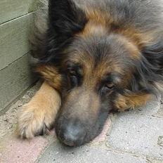 Schæferhund Rocky