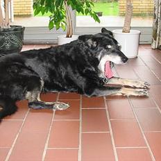 Blanding af racer Sif *R.I.P.*