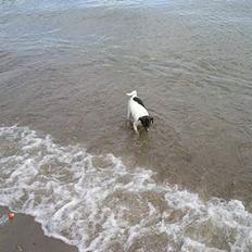 Dansk svensk gaardhund Olfert