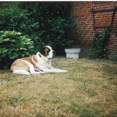 Sankt bernhardshund bamse 