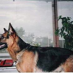 Schæferhund Buster *R.I.P.*