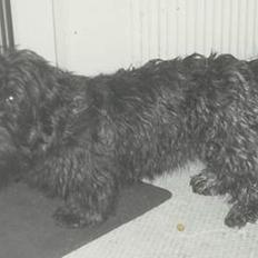 Blanding af racer Bea