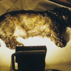 Blanding af racer Bea