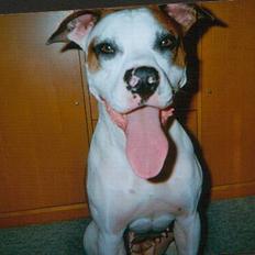 Blanding af racer *Bella*(Mus). R.I.P