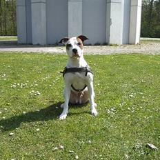 Blanding af racer *Bella*(Mus). R.I.P