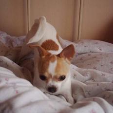 Chihuahua Dyrlægegårdens Puk