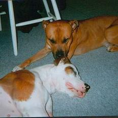 Blanding af racer *Bella*(Mus). R.I.P