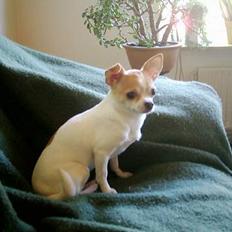 Chihuahua Dyrlægegårdens Puk